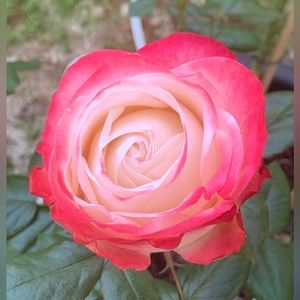 Meet your Posher, Janina